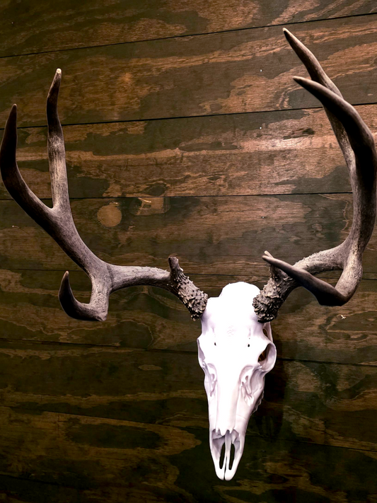 Mule Deer European Mount – 3D Printed Skull Wall Decor