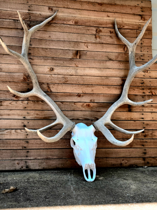 3D Printed Elk Skull Replica • European Mount Style