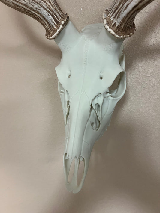 Axis Deer Skull 3D Printed Euro Mount | Faux Deer Skull Wall Decor | Hunting Trophy Decor | Rustic Cabin Man Cave Wall Art