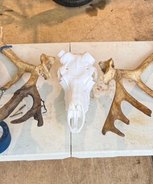 Caribou 3D Printed Euro Mount – Rustic Wildlife Wall Decor