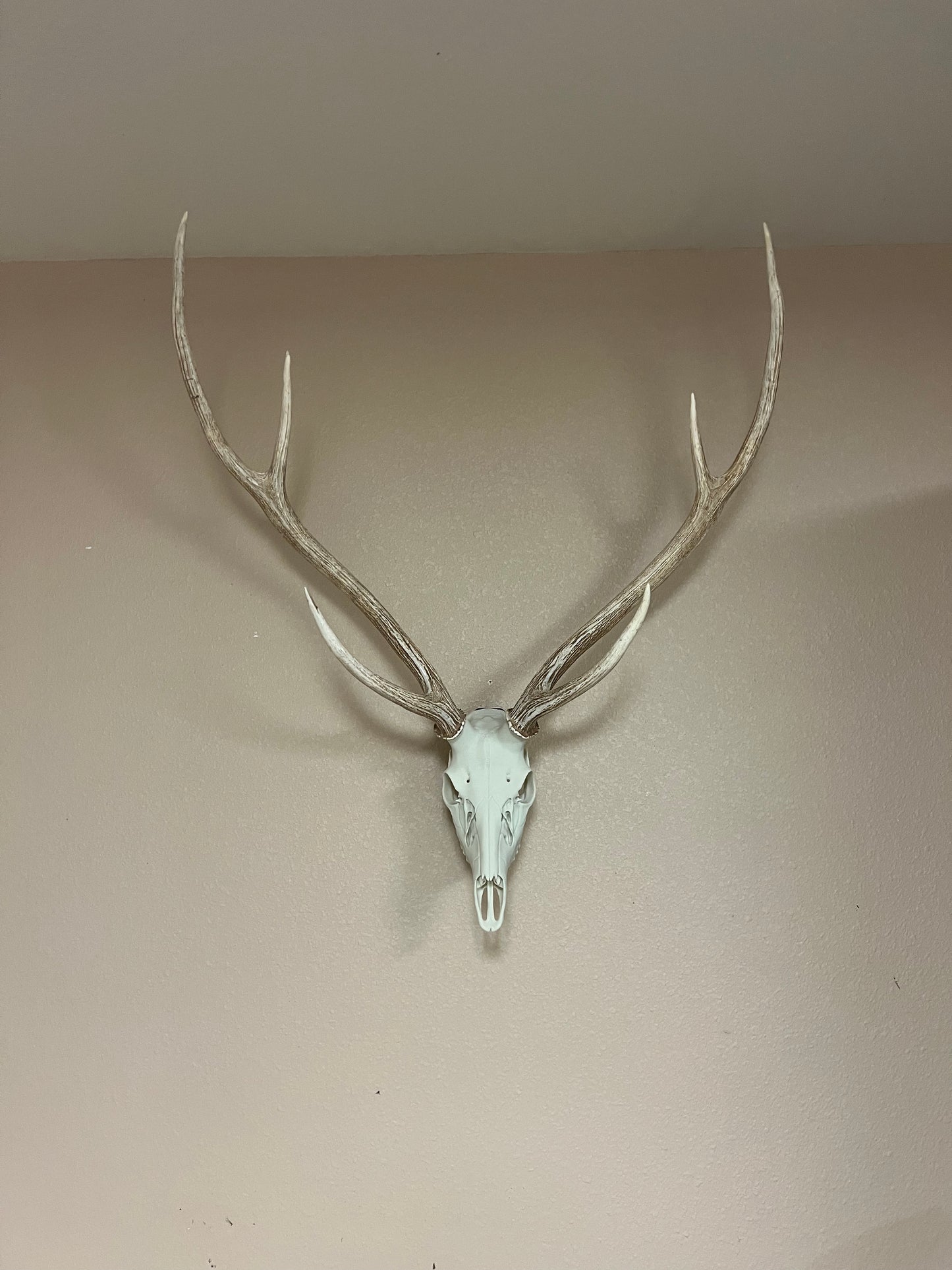 Axis Deer Skull 3D Printed Euro Mount | Faux Deer Skull Wall Decor | Hunting Trophy Decor | Rustic Cabin Man Cave Wall Art