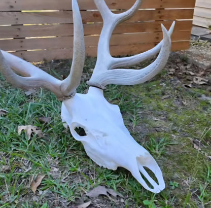 3D Printed Elk Skull Replica • European Mount Style