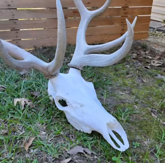 3D Printed Elk Skull Replica • European Mount Style