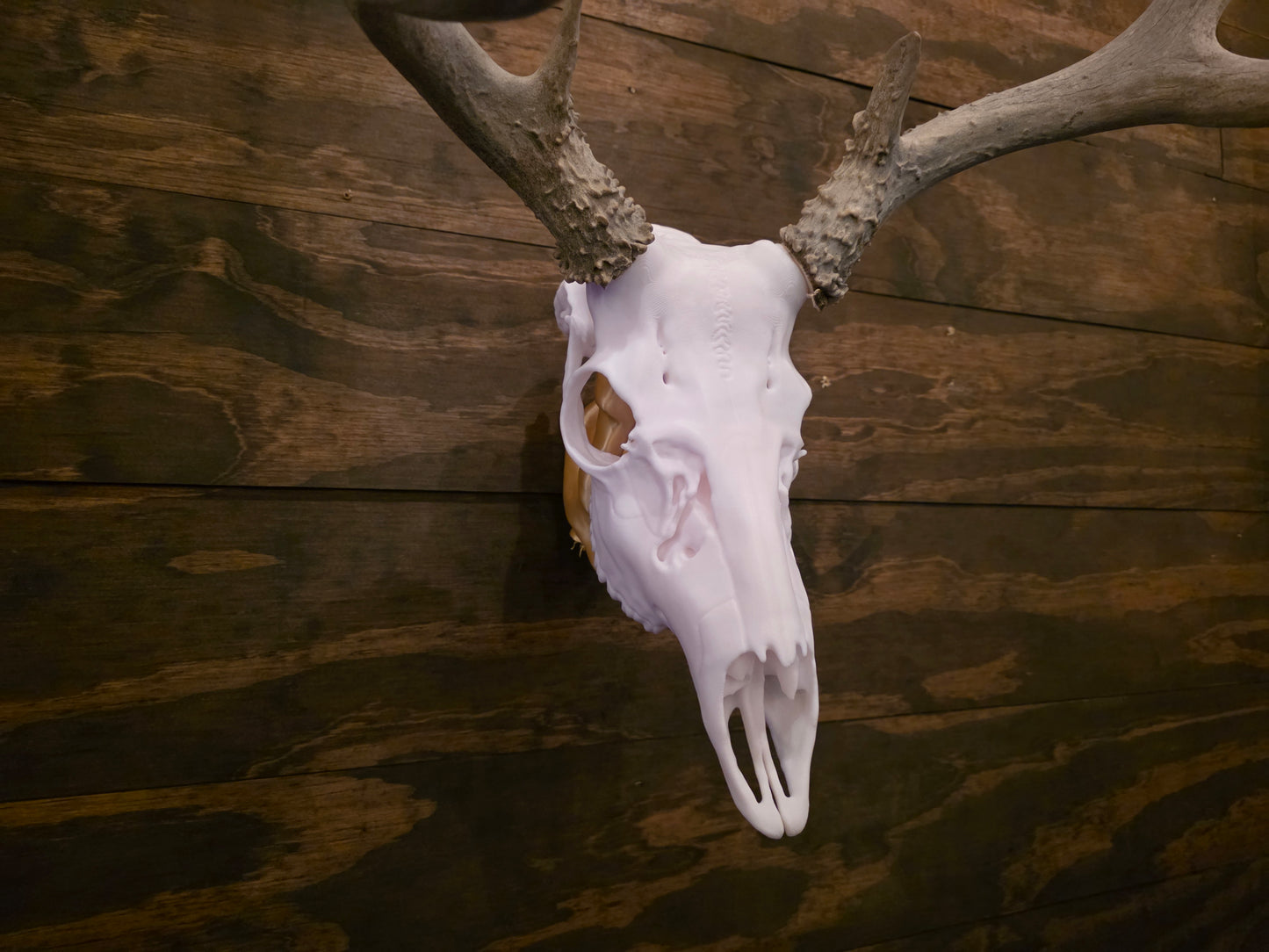 Mule Deer European Mount – 3D Printed Skull Wall Decor