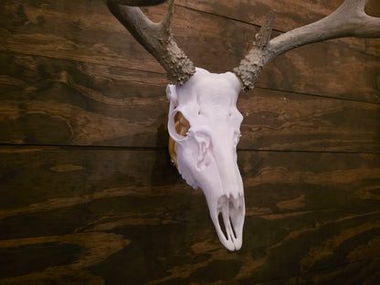 Mule Deer European Mount – 3D Printed Skull Wall Decor