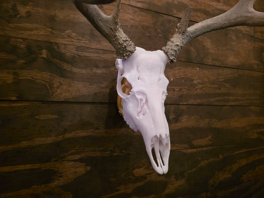 Mule Deer European Mount – 3D Printed Skull Wall Decor