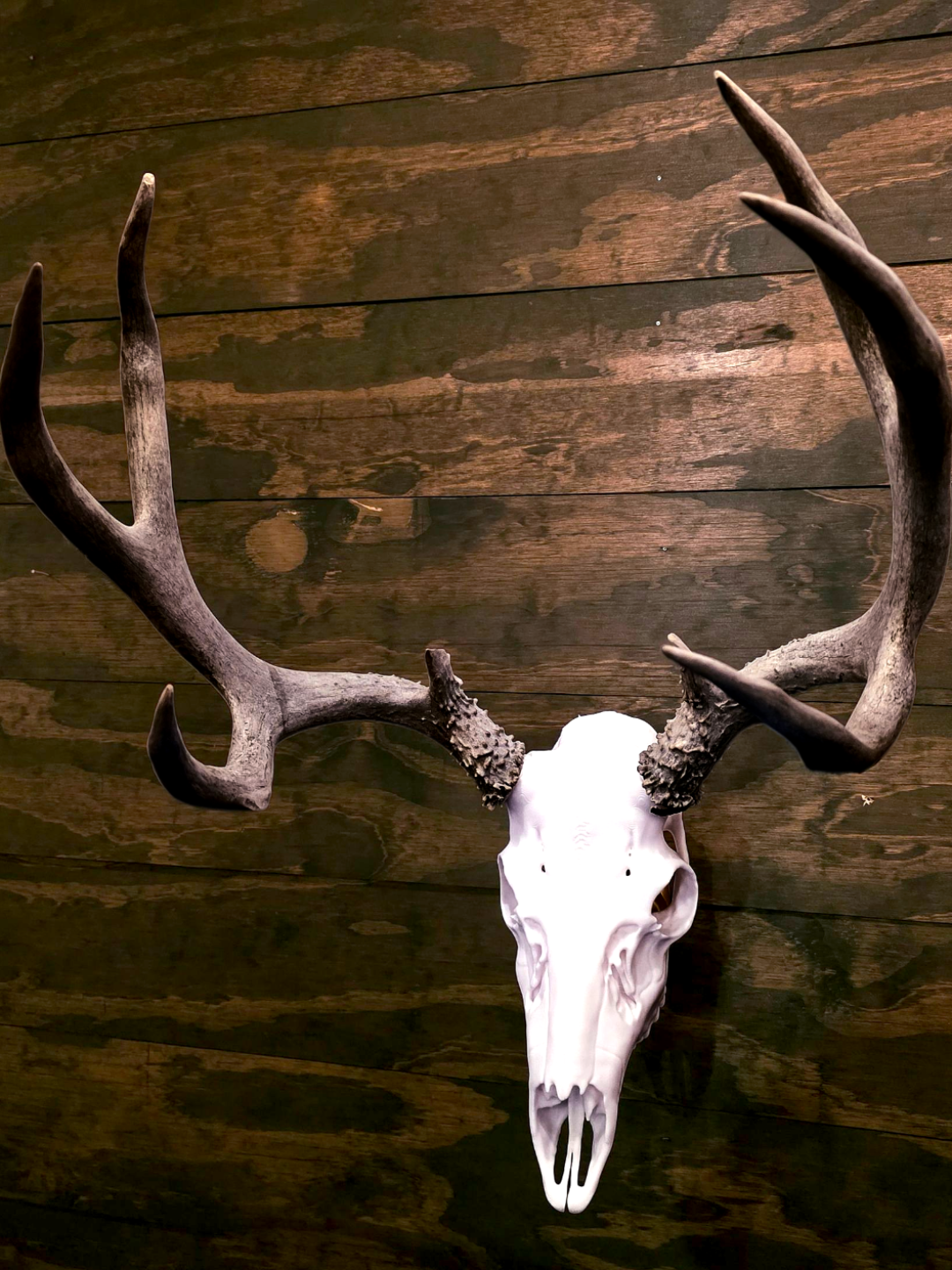 Mule Deer European Mount – 3D Printed Skull Wall Decor