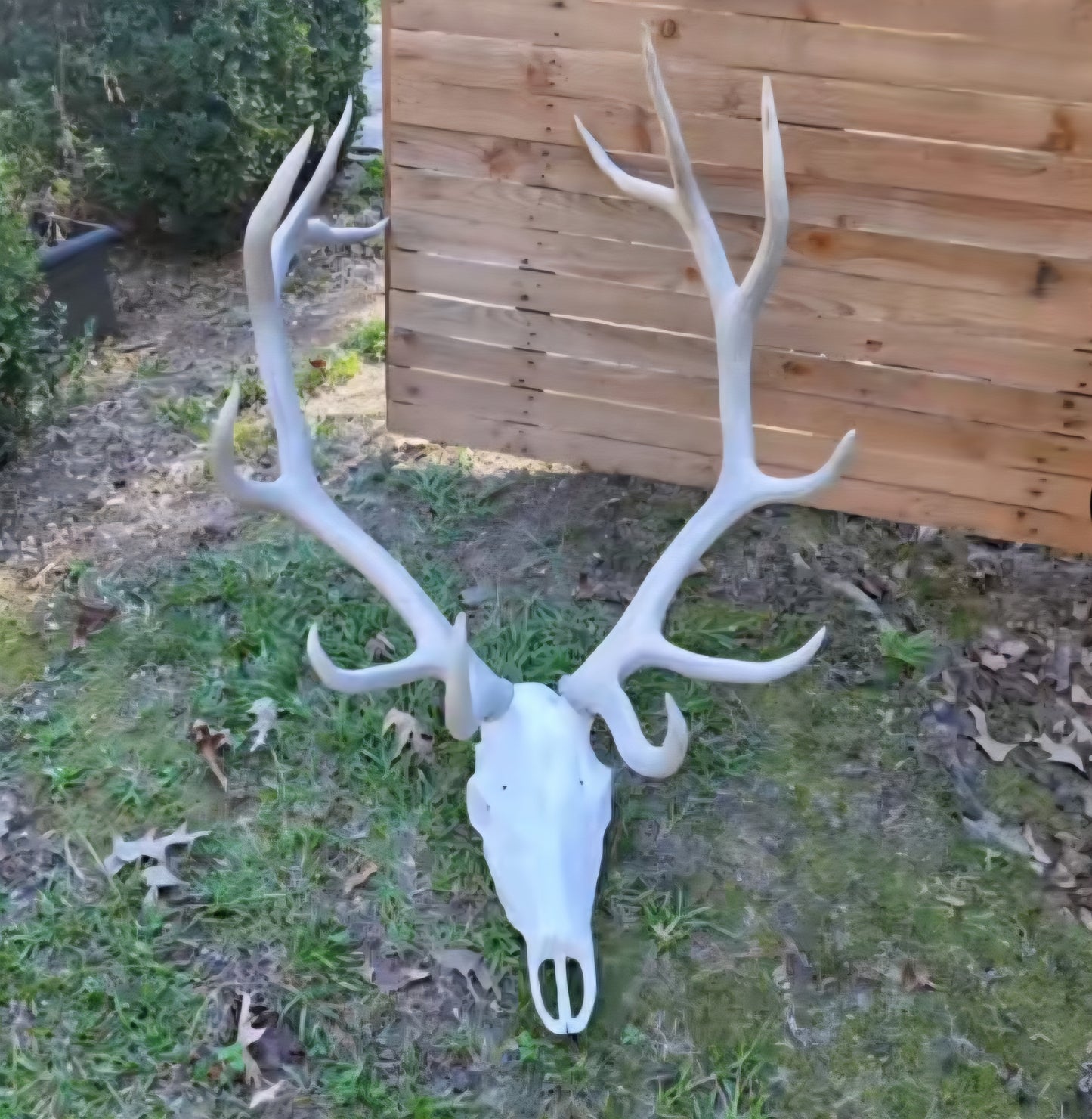 3D Printed Elk Skull Replica • European Mount Style