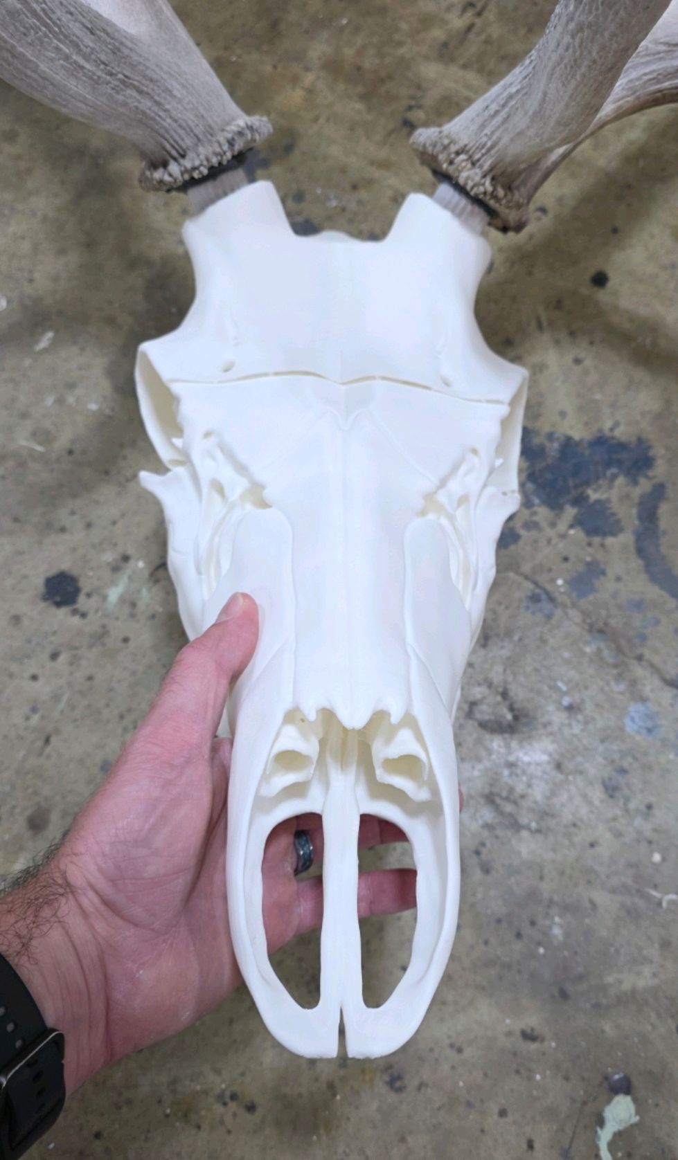 3D Printed Elk Skull Replica • European Mount Style