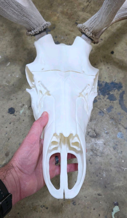 3D Printed Elk Skull Replica • European Mount Style
