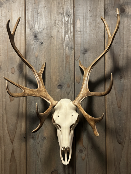 Caribou 3D Printed Euro Mount – Rustic Wildlife Wall Decor