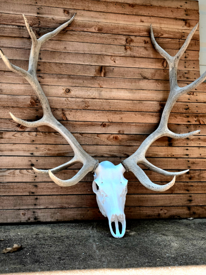 3D Printed Elk Skull Replica • European Mount Style