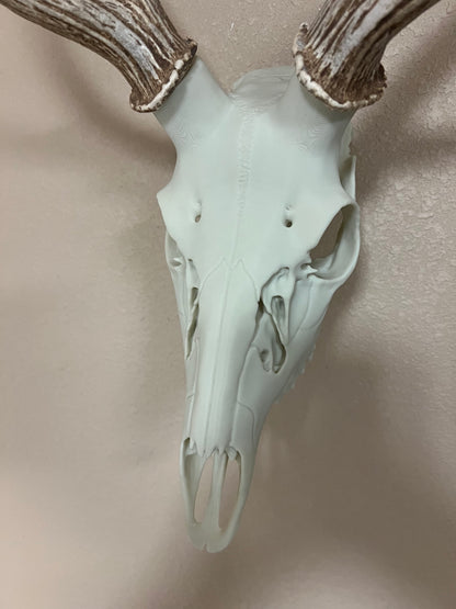 Axis Deer Skull 3D Printed Euro Mount | Faux Deer Skull Wall Decor | Hunting Trophy Decor | Rustic Cabin Man Cave Wall Art