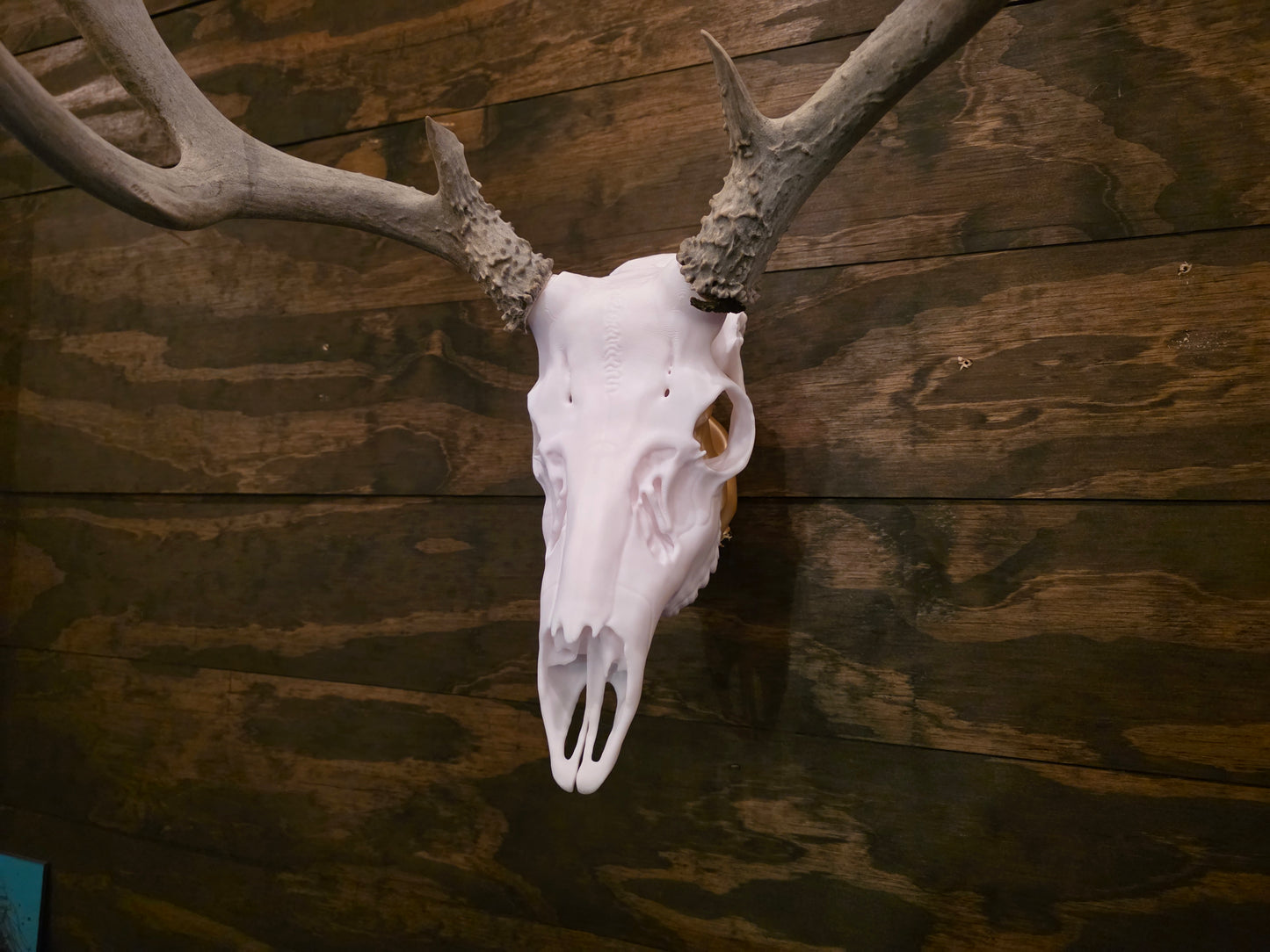 Mule Deer European Mount – 3D Printed Skull Wall Decor